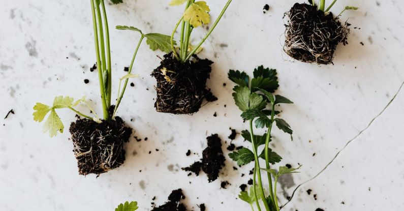 Tiny Kitchens - Green seedlings of parsley on marble desk