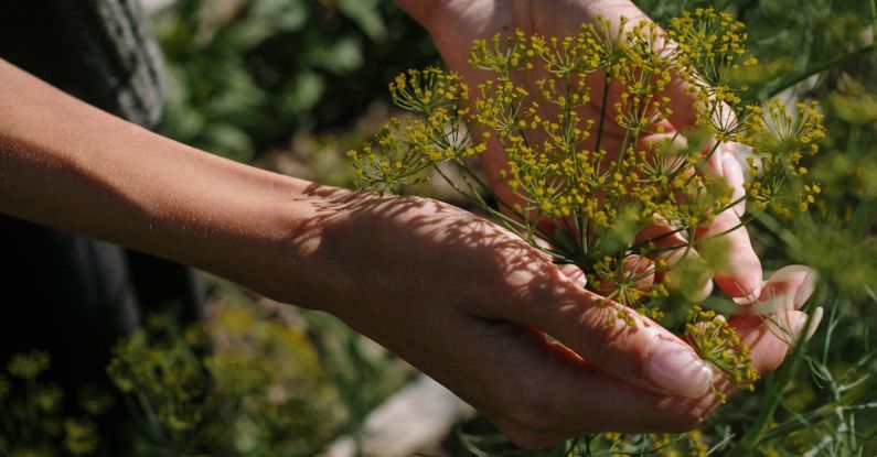 Herb Gardens - Person Holding A Small Plant