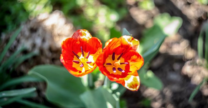 Garden Space - Red and Yellow Flower in Tilt Shift Lens