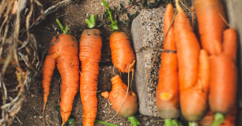 Sustainable Gardening - Bunch of Carrots on Gray Concrete