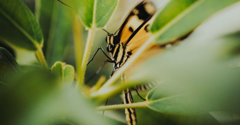 Butterfly Garden - A butterfly sitting on top of a leaf